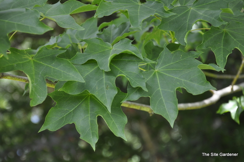Acer Carpinifolium Areum — photo 1