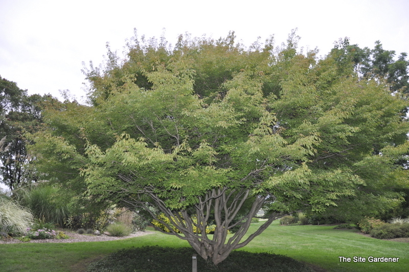 Acer Cissifolium — photo 1