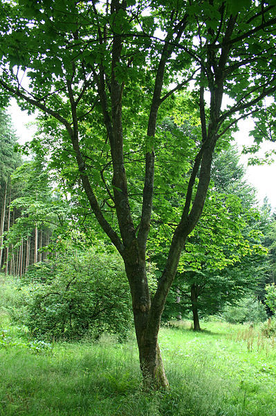 Acer Diabolicum — photo 1