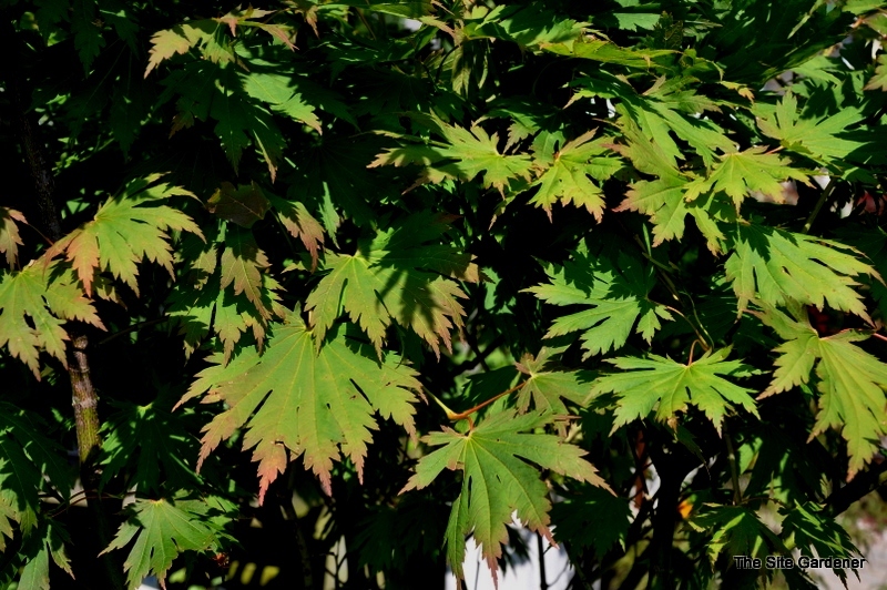 Acer Japonicum 'Ed Wood' — photo 1
