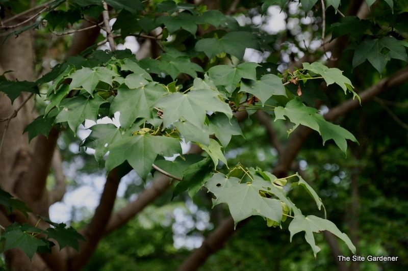 Acer truncatum subsp. mono — photo 1