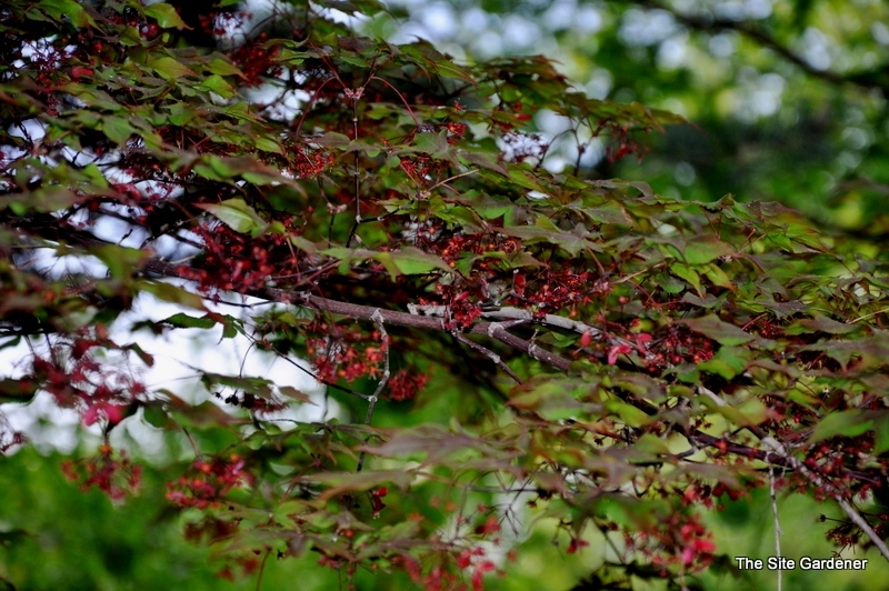 Acer Palmatum 'Akegarasu' — photo 1