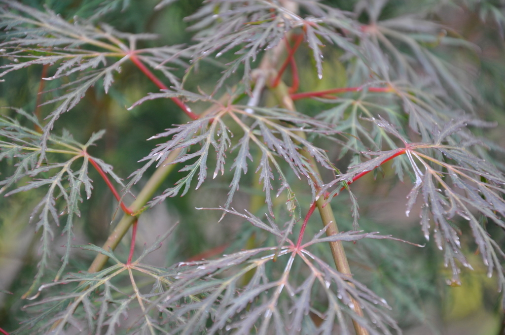 Acer Palmatum 'Emerald Lace' — photo 1