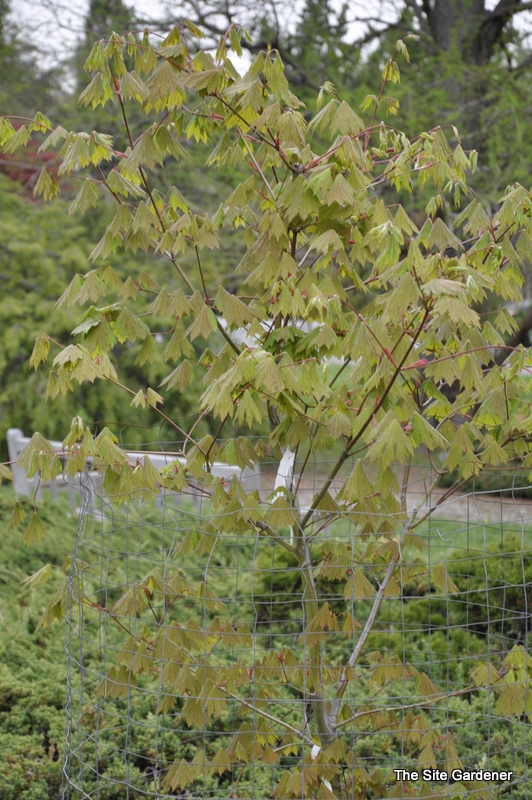 Acer Palmatum 'Emmetts Pumpkin' β photo 1