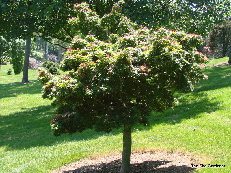 Acer Palmatum 'Mikawa Yatsubusa'