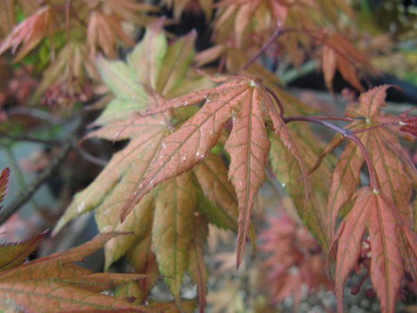 Acer  Palmatum  'Azuma Murasaki'