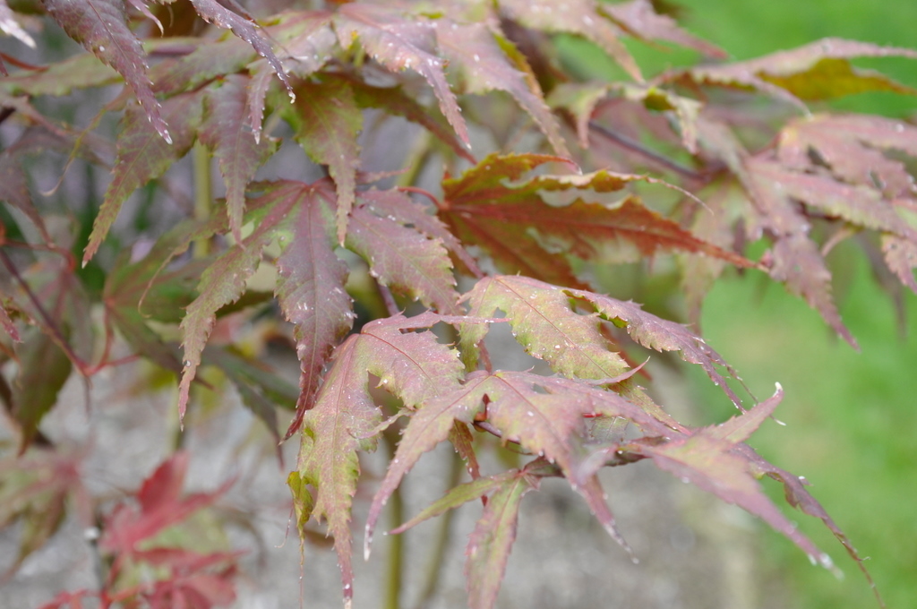 Acer Palmatum 'Purple Ghost' — photo 1