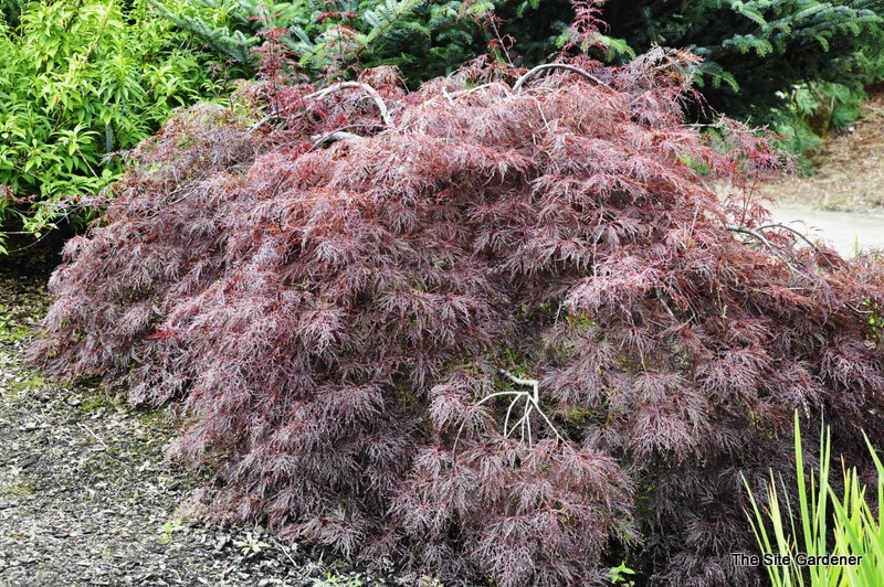 Acer Palmatum 'Red Filigree Lace' — photo 1