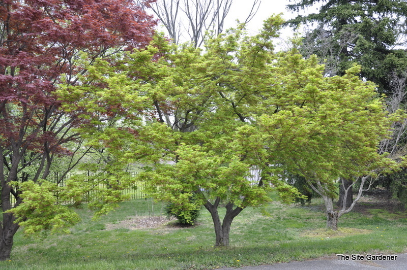 Acer Palmatum 'Sanguineum'
