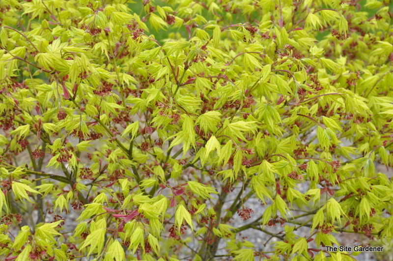 Acer Palmatum 'Shigitatsu Sawa'