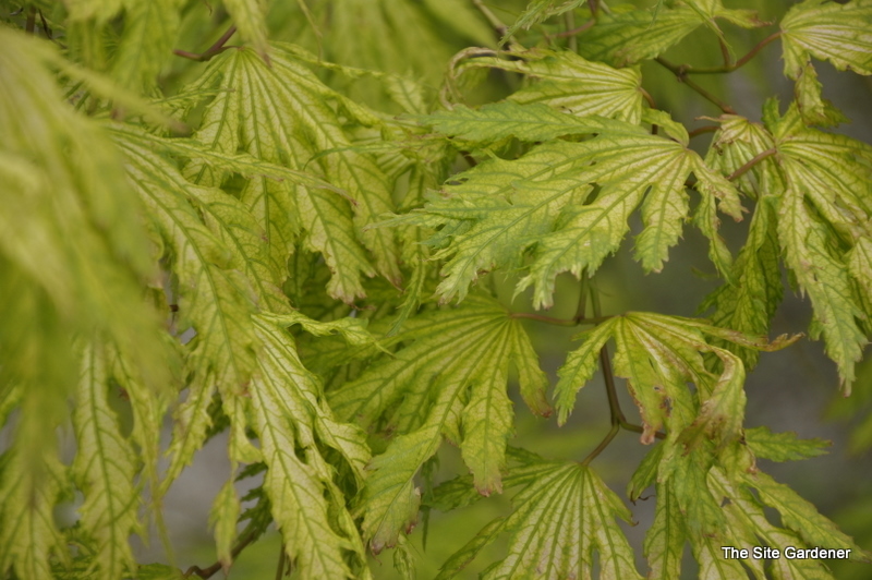 Acer Palmatum 'Sister Ghost' — photo 1