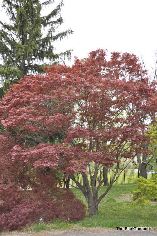 Acer Palmatum 'The Bishop'