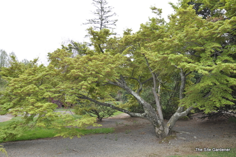 Acer Palmatum 'Tsukomo'