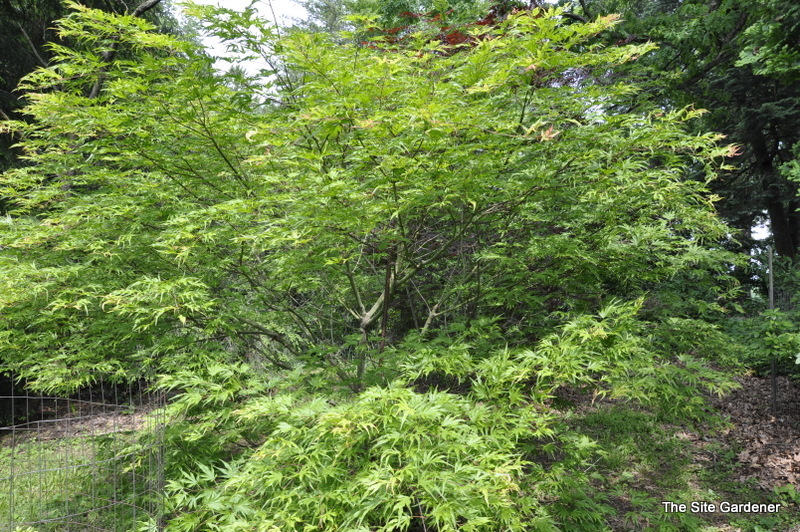 Acer Palmatum 'Tsuri Nishiki' — photo 1