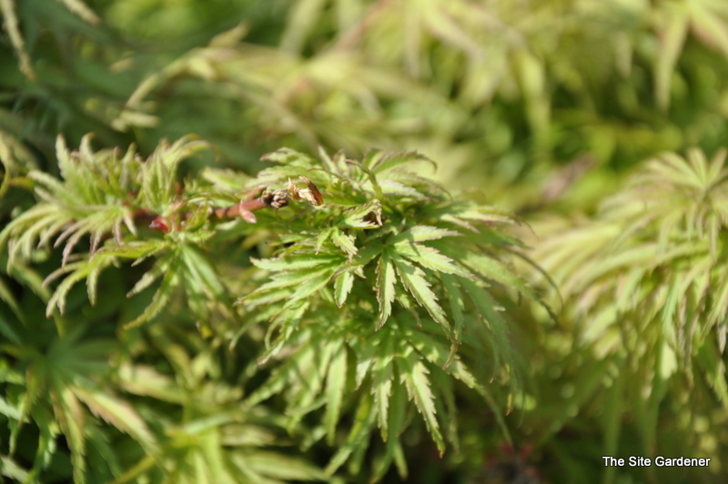 Acer palmatum 'Yuri Hime' — photo 1