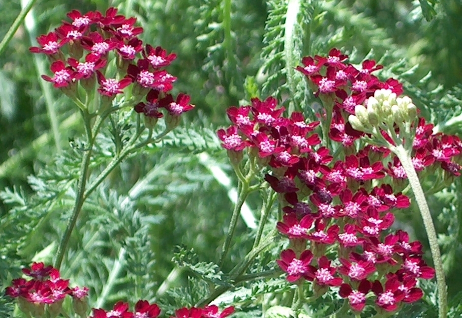 Achillea Millefolium 'Paprika' — photo 1