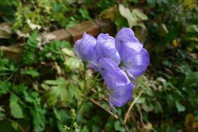 Aconitum Napellus — photo 1