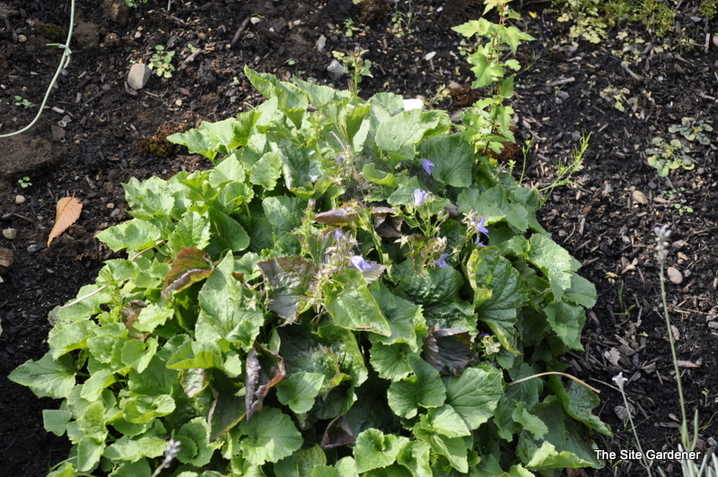Ajuga 'Black Scallop' — photo 1