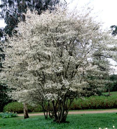 Amelanchier Grandiflora — photo 1