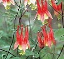Aquilegia Canadensis 'Little Lanterns'1 — photo 1