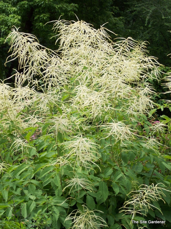 Aruncus Aethusifolius — photo 1