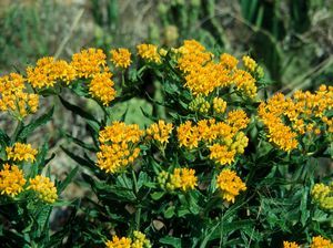 Asclepias Tuberosa 'Hello Yellow' — photo 1