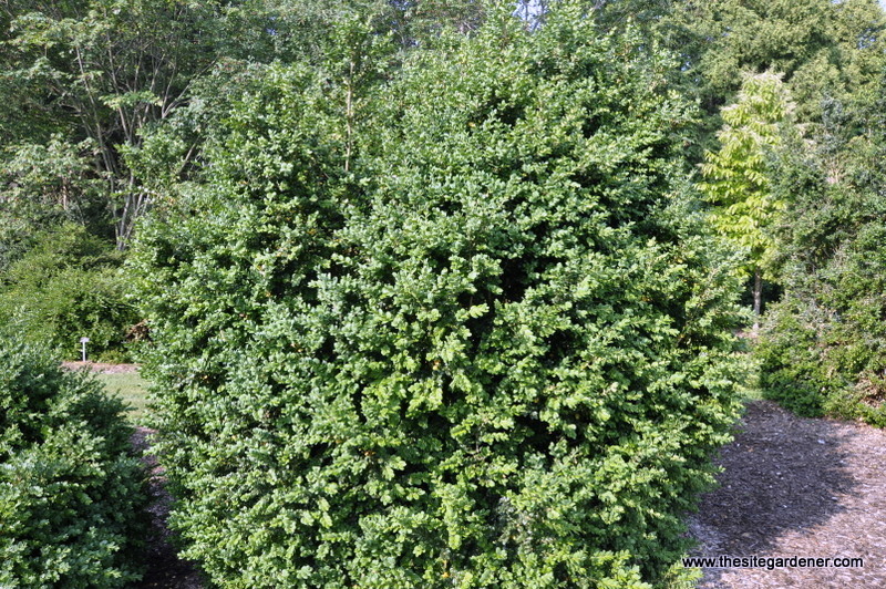 Buxus Sempervirens-denmark — photo 1