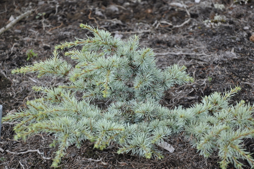 Cedrus Atlantica Sapphire Nymph — photo 1