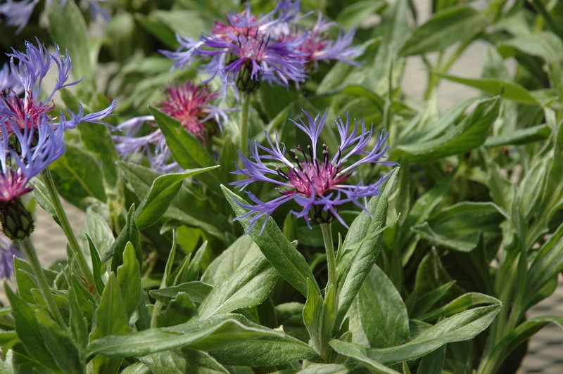 Centaurea Blue — photo 1