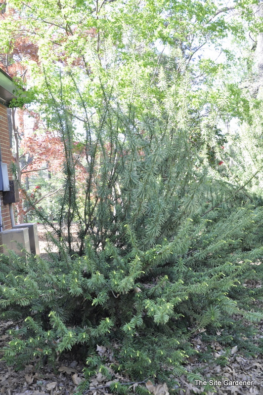 Cephalotaxus Harringtonia Korean Gold — photo 1