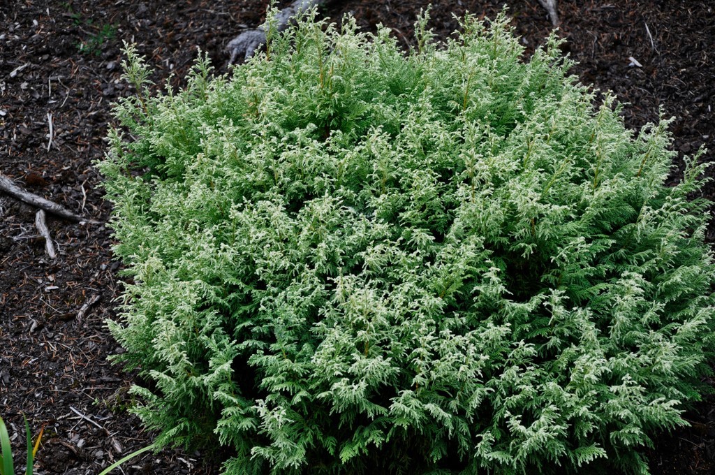 Chamaecyparis Pisifera Snow — photo 1