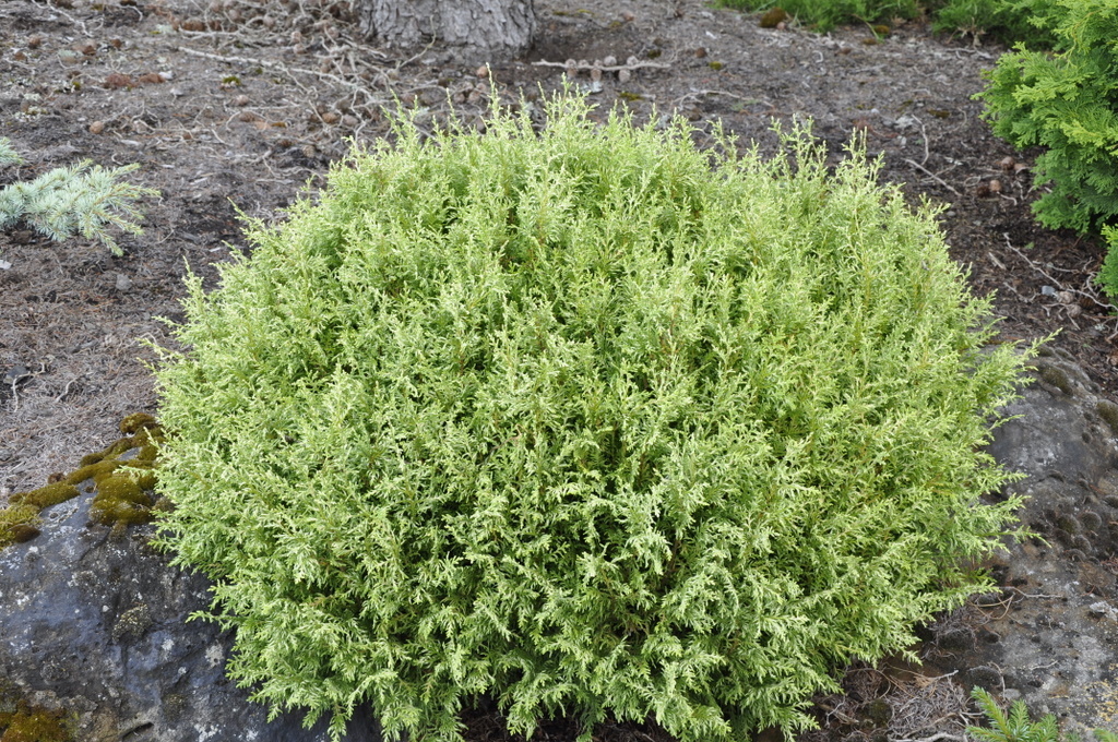 Chamaecyparis Pisifera White Pygmy — photo 1