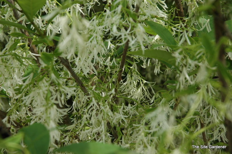 Chionanthus American — photo 1