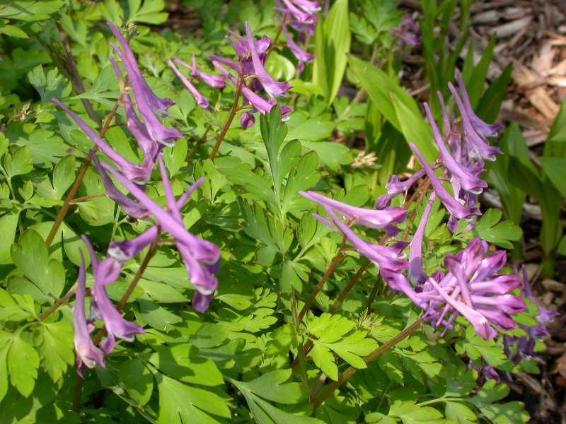 Corydalis 'Black Berry Wine' — photo 1