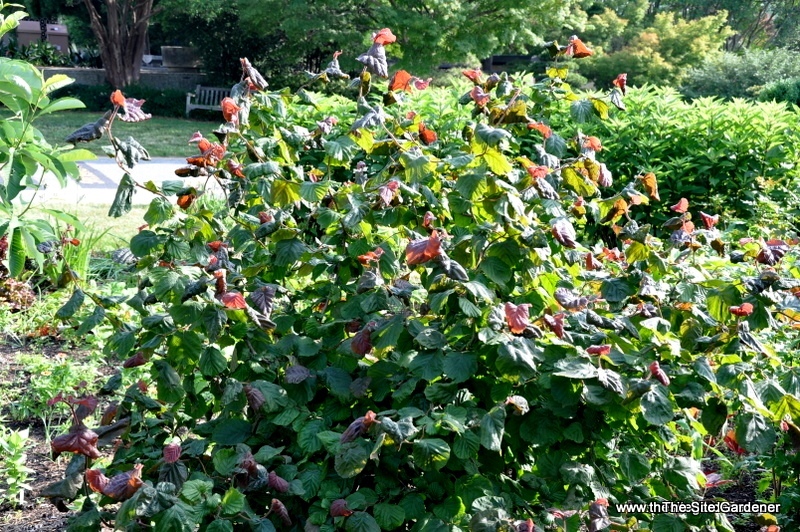 Corylus Av Red Majestic — photo 1