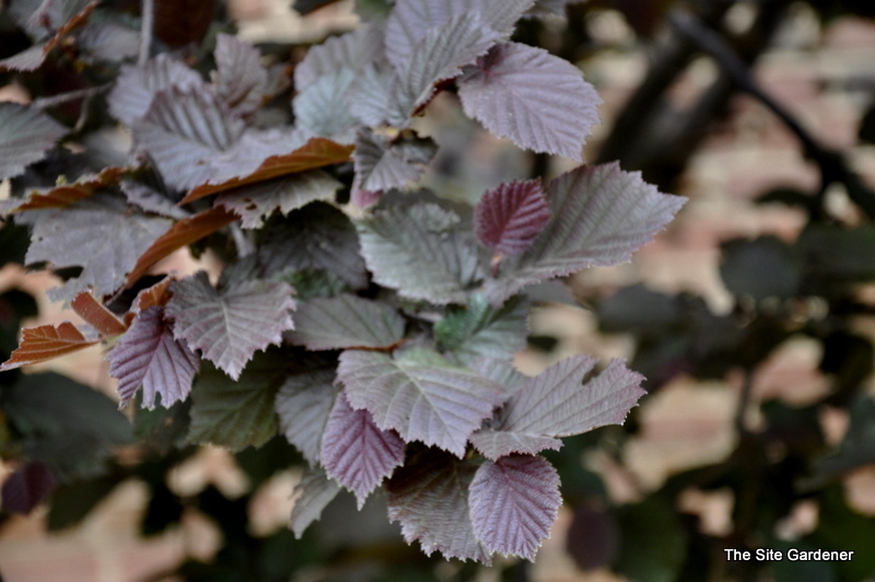 Corylus Avellana 'Rote Zeller' — photo 1