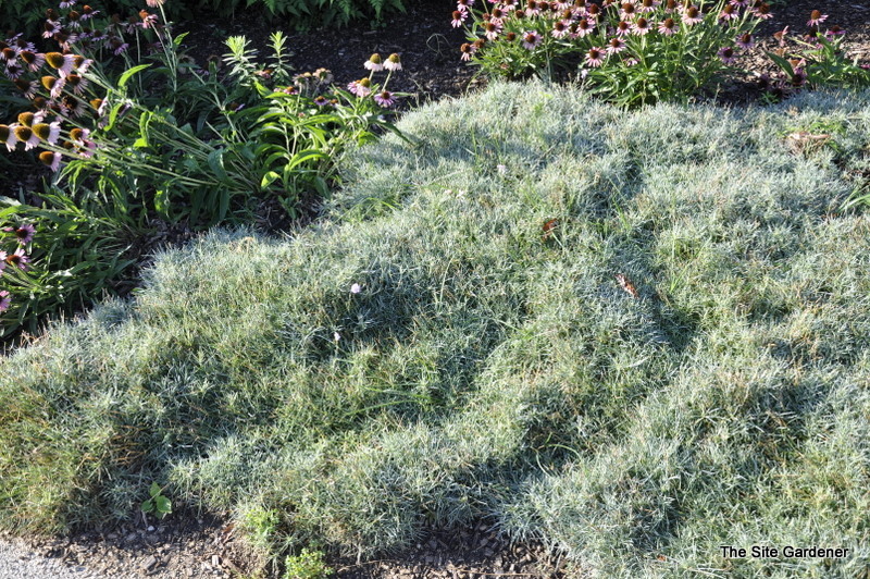 Dianthus 'Mountain Mist' — photo 1