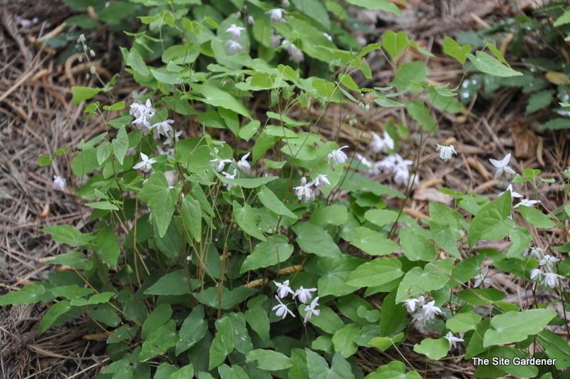 Epimedium Youngianum 'Roseum'