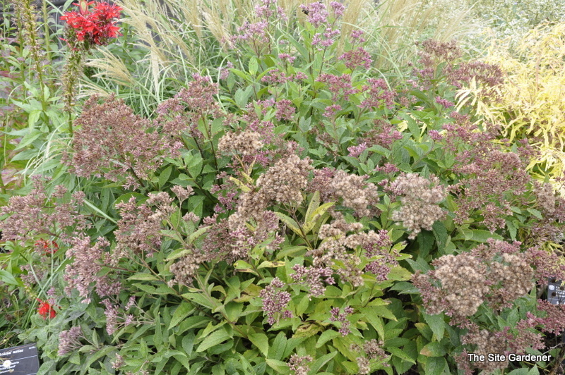 Eupatorium Dubium 'Baby Joe'