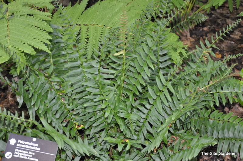 Fern, Polystichum Acrostichoides 'Christmas' — photo 1