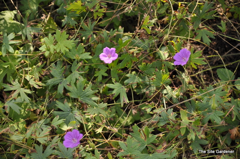 Geranium Sanguineum 'New Hampshire Purple'