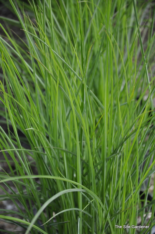 Grass, Miscanthus S. 'Graziella'