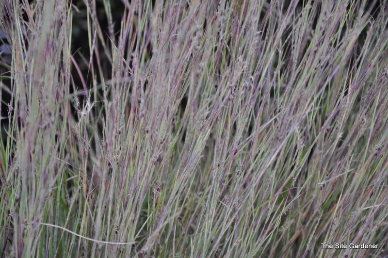 Grass, Schizacharium Scoparium (Little Blue Stem) — photo 1