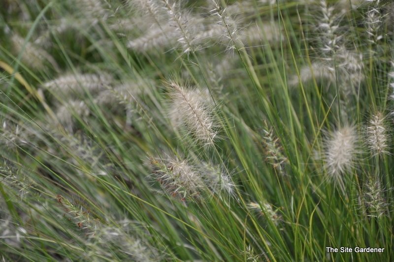 Grass, Pennisetum A. 'Piglet' Pp19074