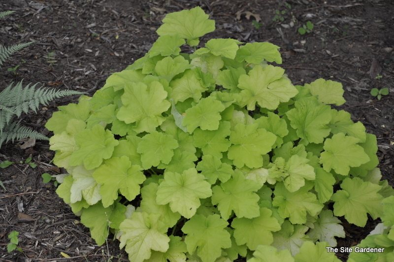 Heuchera Citrinella
