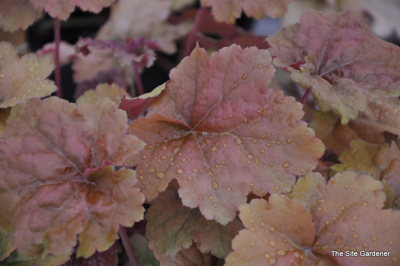 Heuchera Dolee Cream Burlee