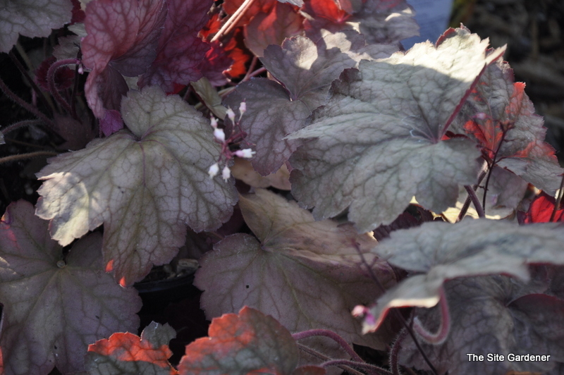 Heuchera Georgia Peach