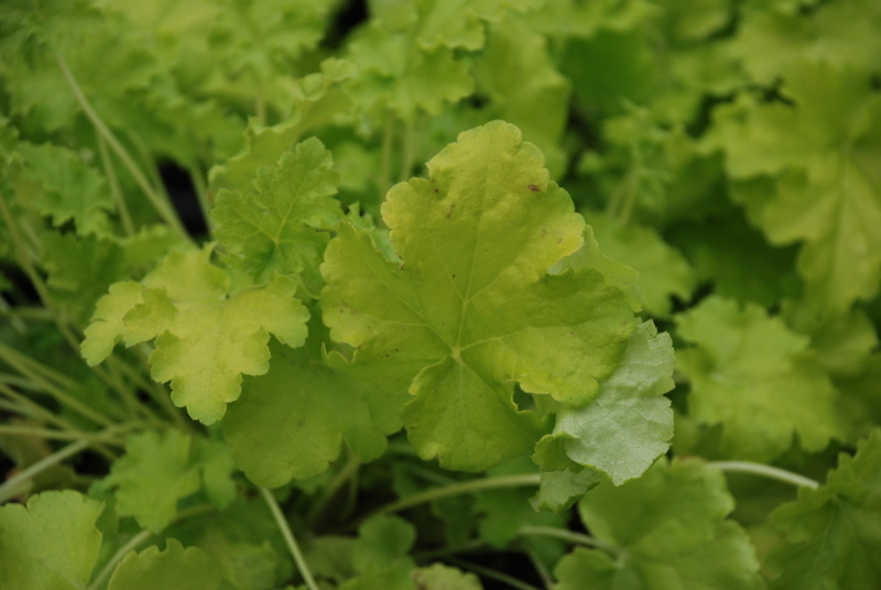 Heuchera 'Lime Rickey'