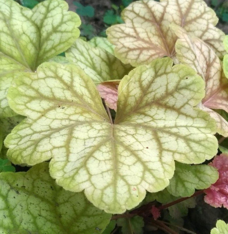 Heuchera Paris