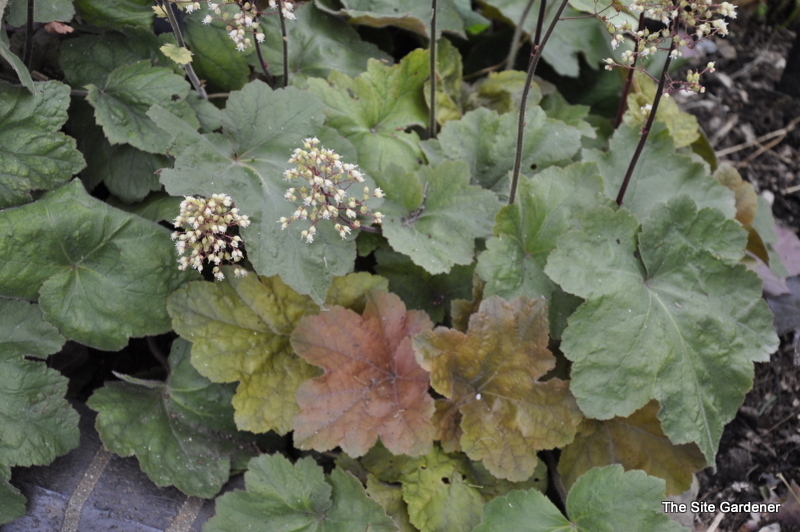 Heuchera Southern Comfort